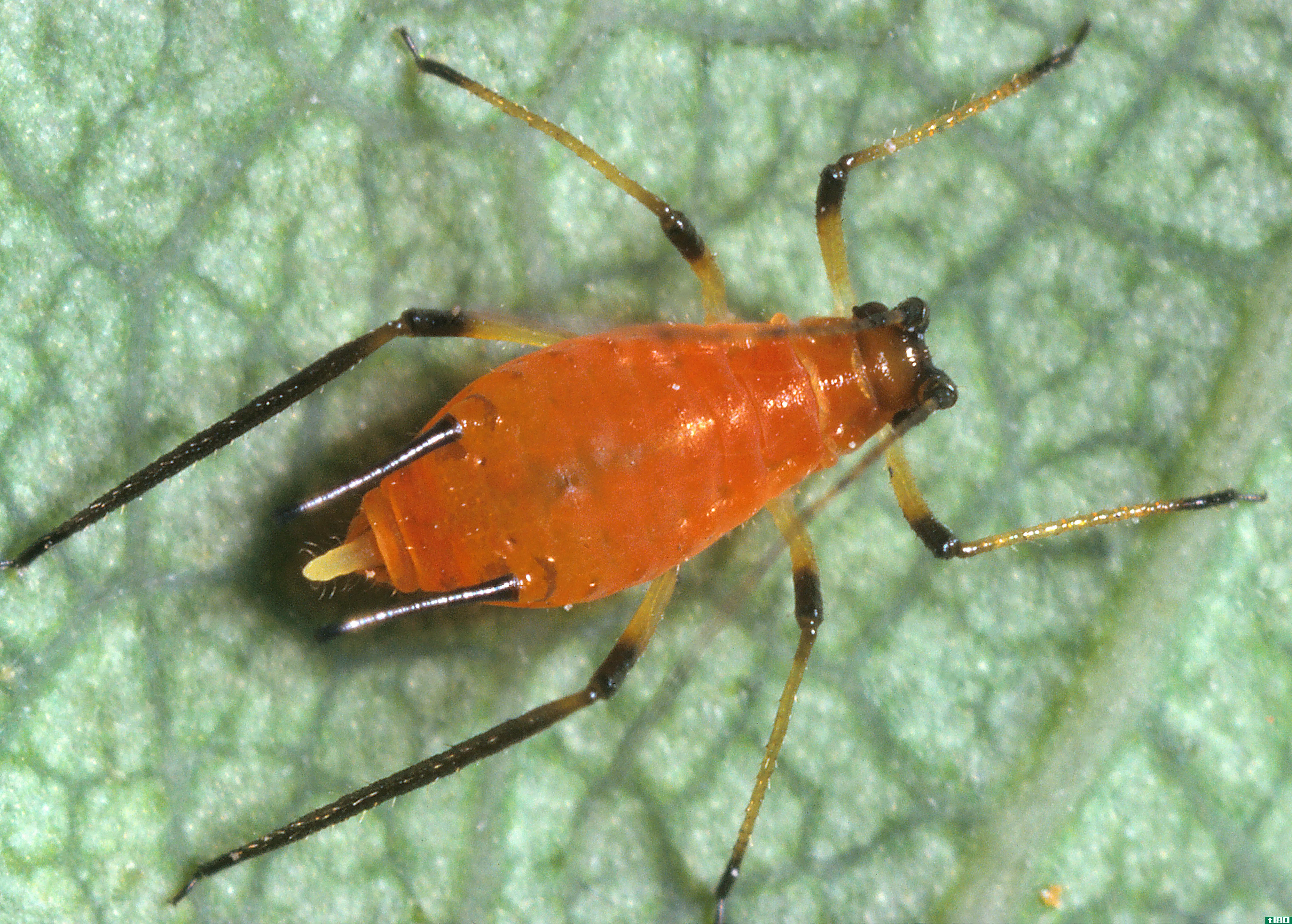 蚜虫(aphid)和贾西德(jassid)的区别