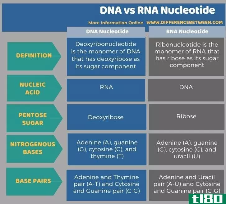 dna(dna)和核糖核酸(rna nucleotide)的区别
