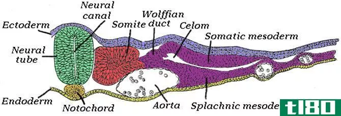 神经嵴(neural crest)和神经管(neural tube)的区别