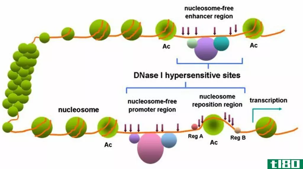 苯并酶(benzonase)和DNA酶(dnase)的区别