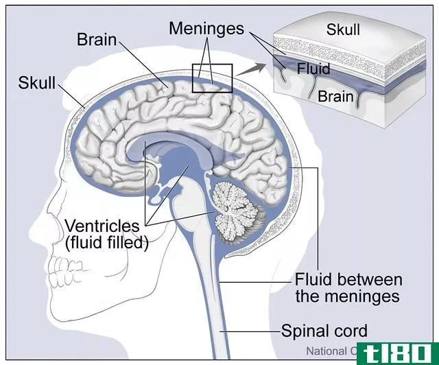 脑(brain)和脊髓脑膜(spinal cord meninges)的区别