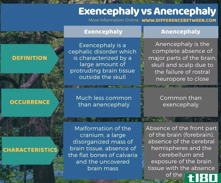 无脑(exencephaly)和无脑(anencephaly)的区别