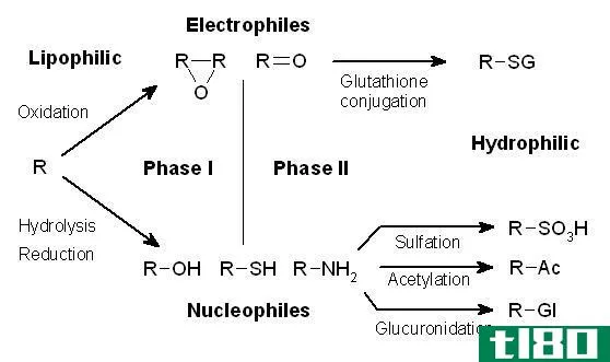 第一阶段(phase i)和ii期代谢(phase ii metaboli**)的区别