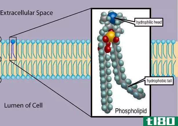 磷脂(phospholipids)和鞘脂(sphingolipids)的区别