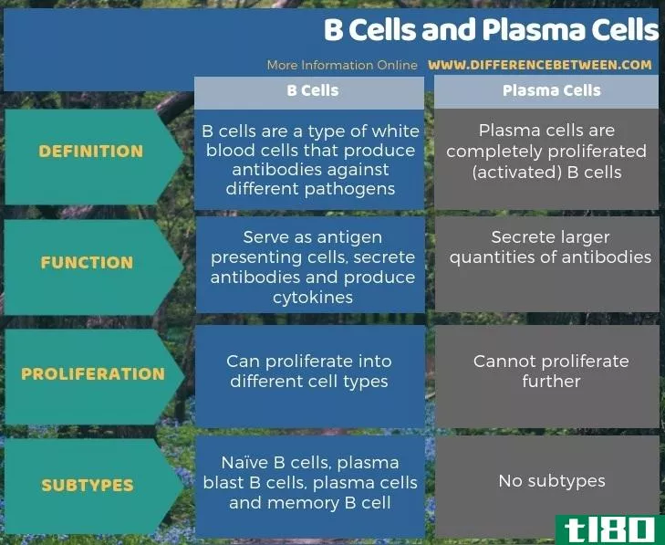 b细胞(b cells)和浆细胞(pla**a cells)的区别