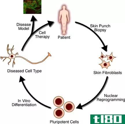基因治疗(gene therapy)和干细胞疗法(stem cell therapy)的区别