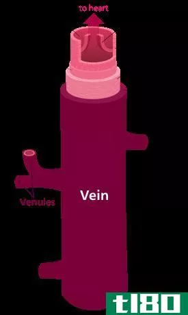 静脉(vein)和小静脉(venule)的区别