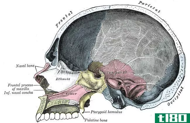 颅骨(skull)和头盖骨(cranium)的区别