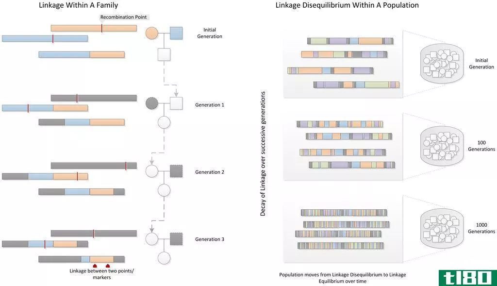遗传连锁(genetic linkage)和连锁不平衡(linkage disequilibrium)的区别