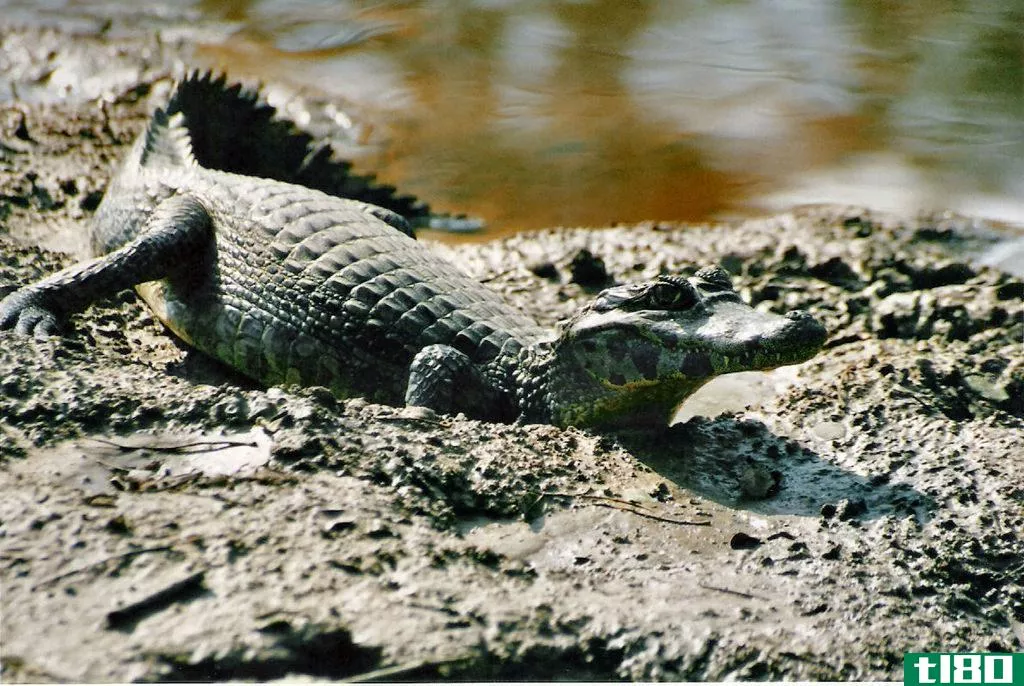 凯门鳄(caiman)和短吻鳄(alligator)的区别