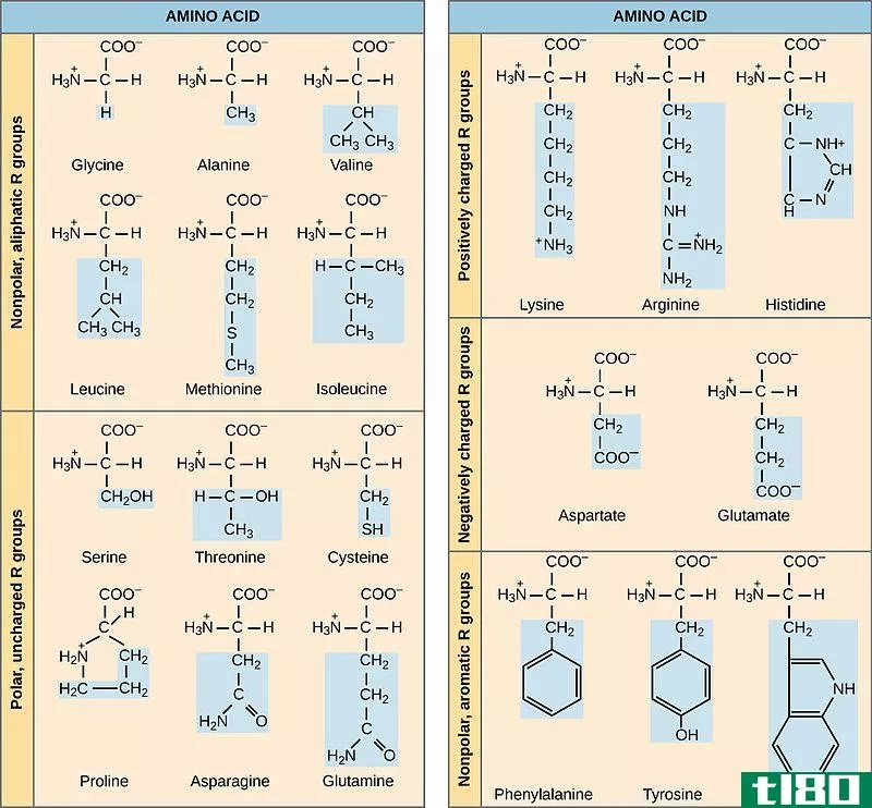 极地的(polar)和非极性氨基酸(nonpolar amino acids)的区别
