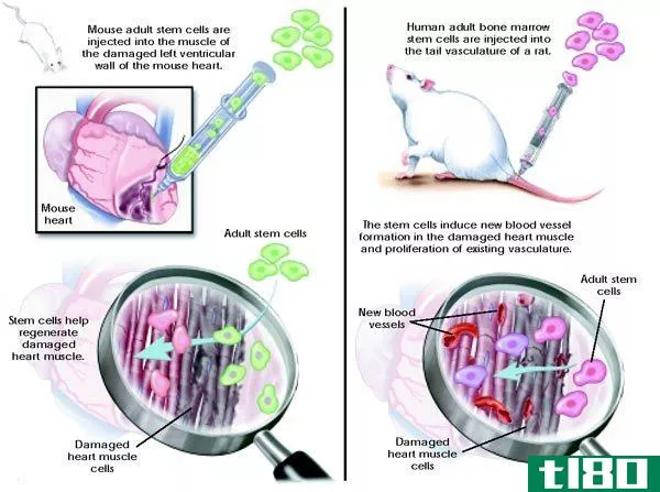 成人(adult)和胚胎干细胞(embryonic stem cells)的区别