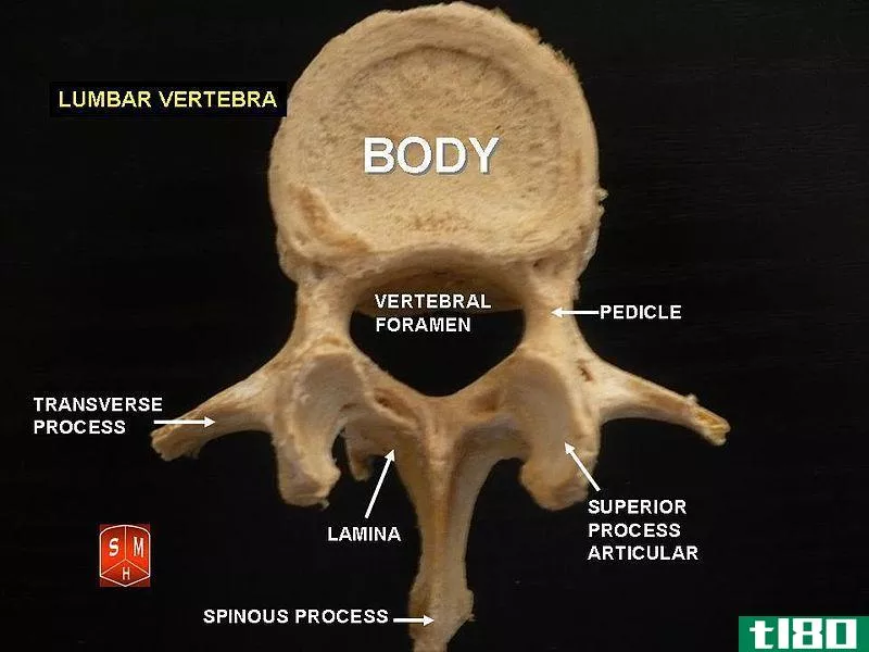颈胸段(cervical thoracic)和腰椎(lumbar vertebrae)的区别