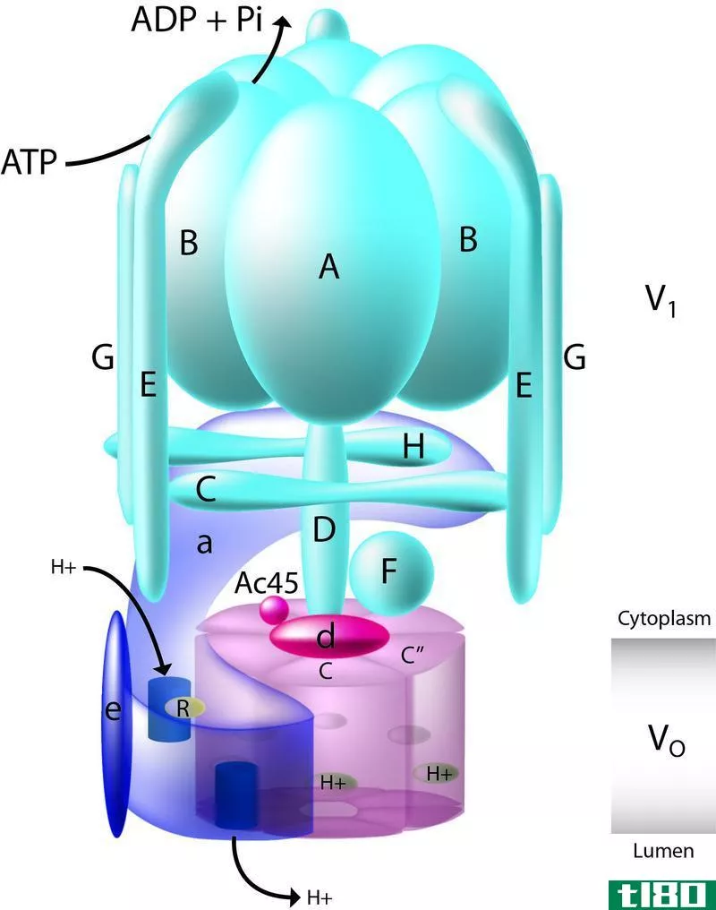 v型(v type)和f型ATP酶(f type atpase)的区别