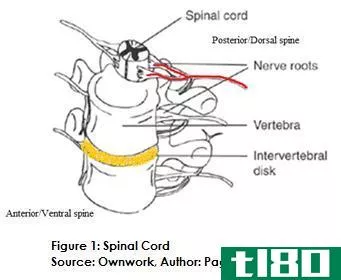 脊髓(spinal cord)和脊柱(spinal column)的区别