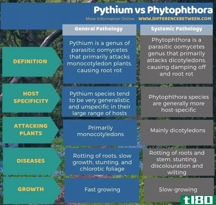 腐霉(pythium)和疫霉菌(phytophthora)的区别