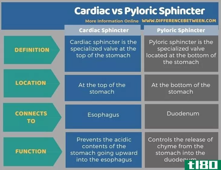 心脏的(cardiac)和幽门括约肌(pyloric sphincter)的区别