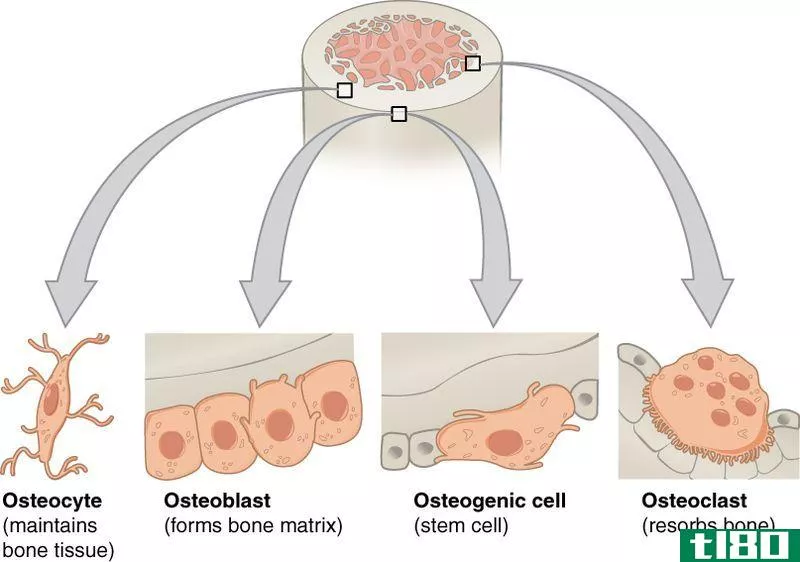成骨细胞(osteoblasts)和骨细胞(osteocytes)的区别