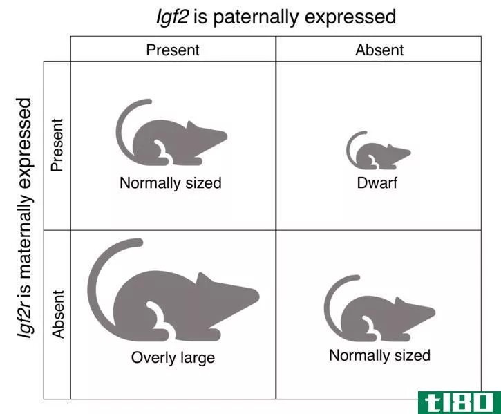 单亲二体(uniparental disomy)和基因组印记(genomic imprinting)的区别