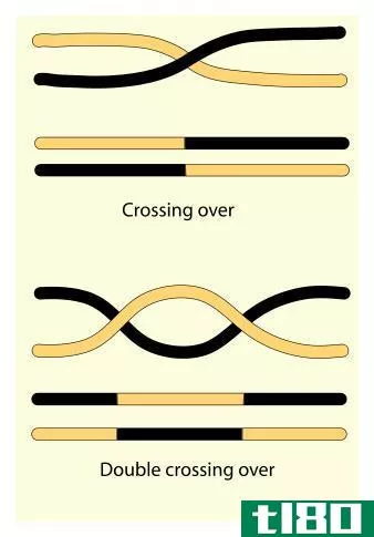 重组(recombination)和跨越(crossing over)的区别
