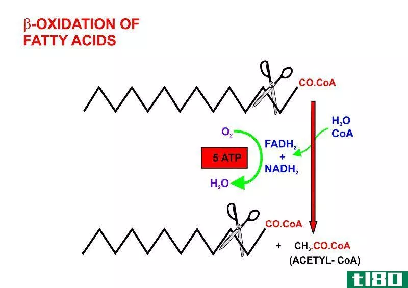 脂肪酸合成(fatty acid synthesis)和β氧化(beta oxidation)的区别
