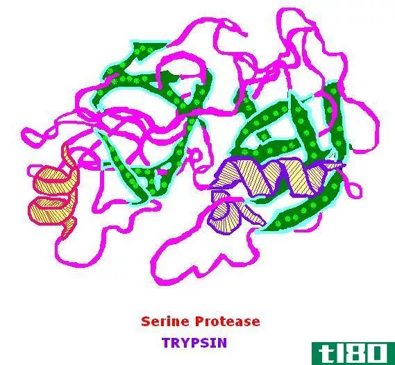 蛋白酶(protease)和肽酶(peptidase)的区别