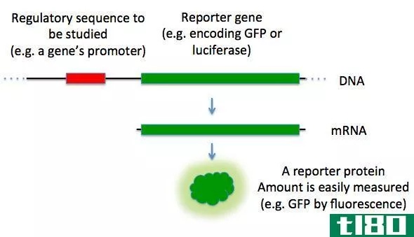 可选择标记(selectable marker)和报告基因(reporter gene)的区别
