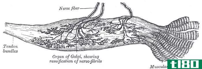 肌梭(muscle spindle)和高尔基肌腱**(golgi tendon organ)的区别