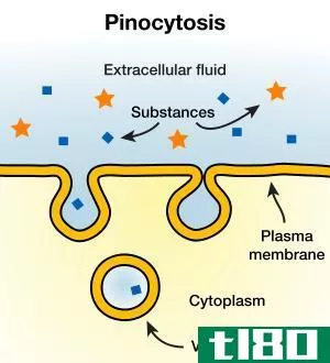 胞饮病(pinocytosis)和受体介导的内吞作用(receptor mediated endocytosis)的区别