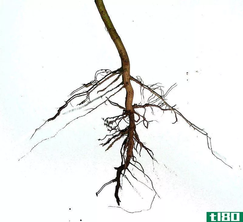 根部抽头(tap root)和须根(fibrous root)的区别