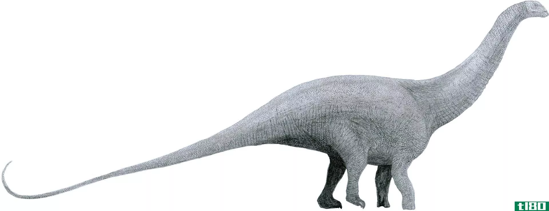 雷龙(brontosaurus)和腕龙(brachiosaurus)的区别
