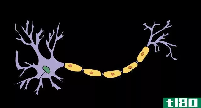 神经胶质细胞(glial cells)和神经元(neur***)的区别