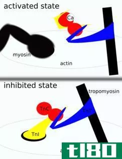 肌钙蛋白i(troponin i)和肌钙蛋白t(troponin t)的区别