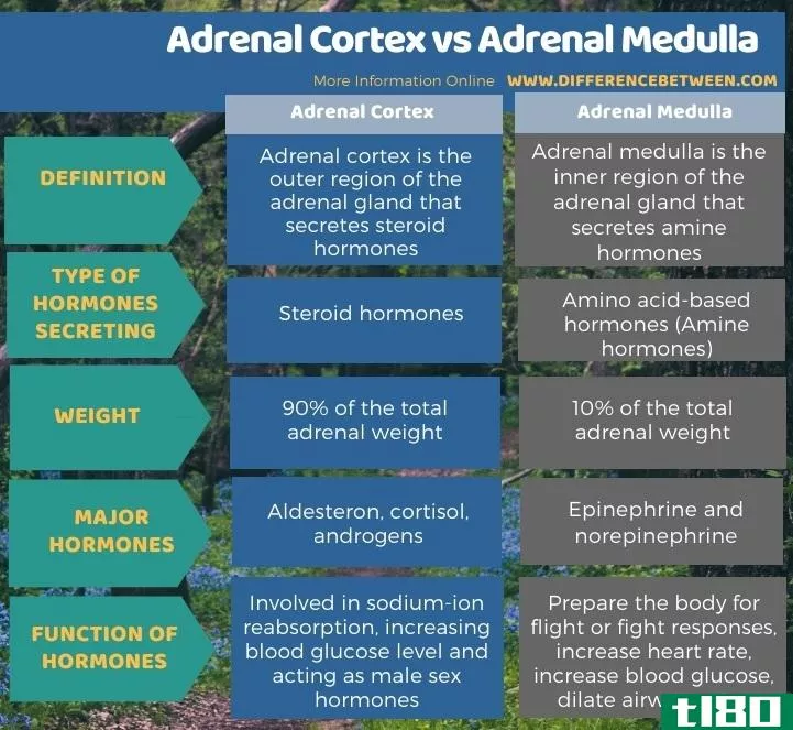 肾上腺皮质(adrenal cortex)和肾上腺髓质(adrenal medulla)的区别