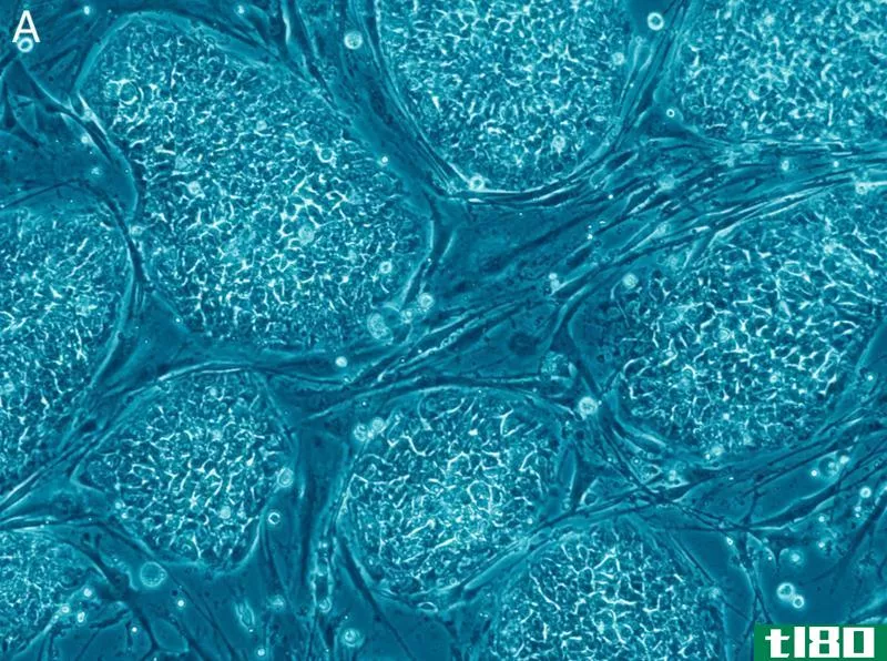**(*****)和胚胎干细胞(embryonic stem cells)的区别