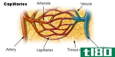动脉(arteries)和小动脉(arterioles)的区别