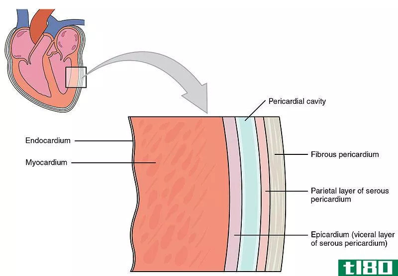 内脏的(visceral)和壁心包(parietal pericardium)的区别