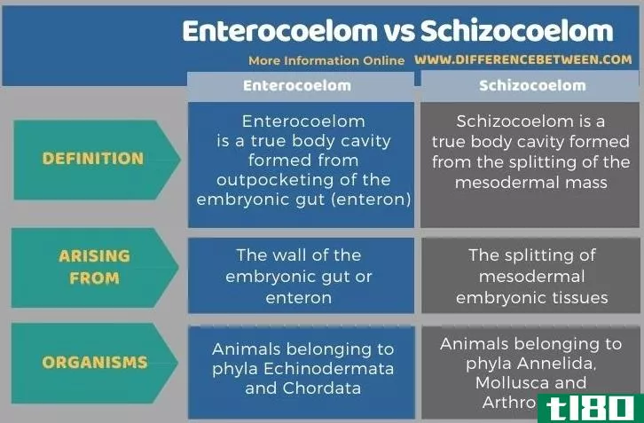 肠体腔(enterocoelom)和分裂体腔(schizocoelom)的区别