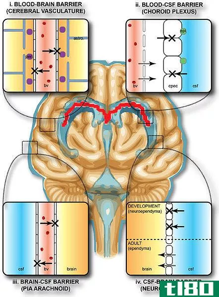 血脑屏障(blood brain barrier)和血脑脊液屏障(blood csf barrier)的区别