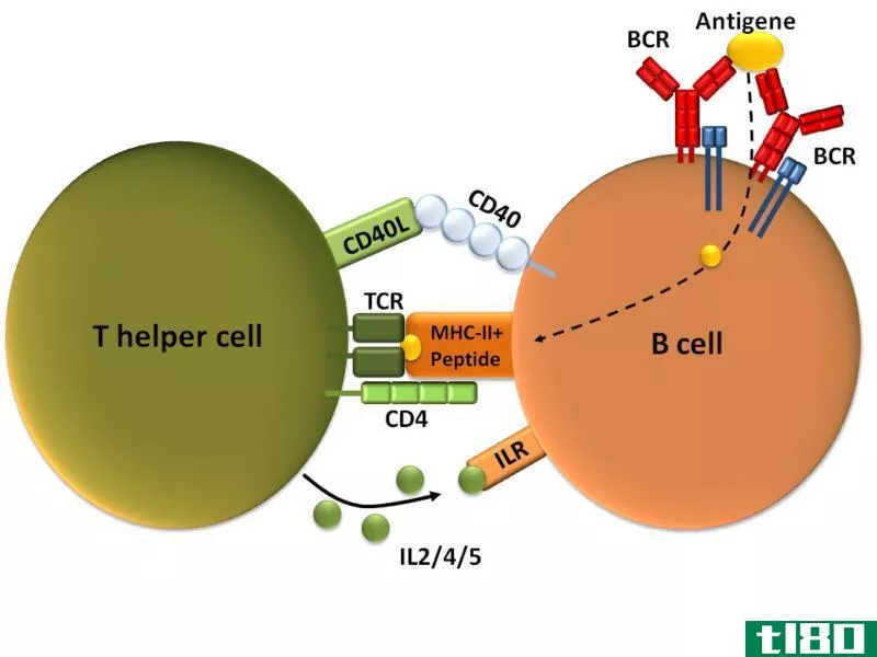 t细胞依赖性(t cell dependent)和独立抗原(independent antigens)的区别