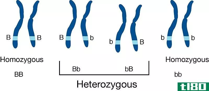 杂合子(heterozygous)和纯合个体(homozygous individuals)的区别