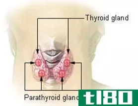 胸腺(thymus)和甲状腺(thyroid)的区别