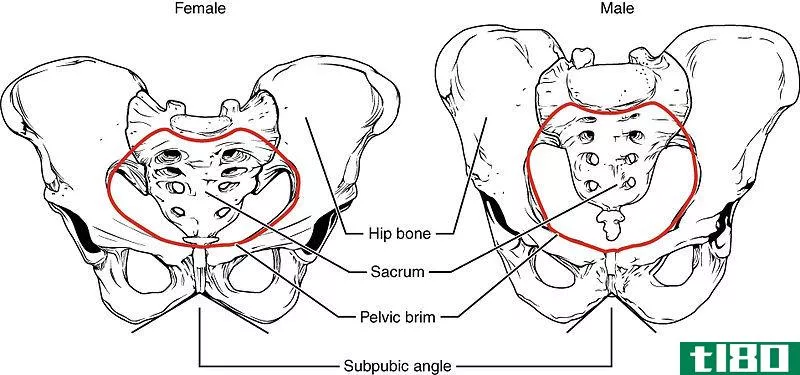 **的(male)和**骶骨(female sacrum)的区别