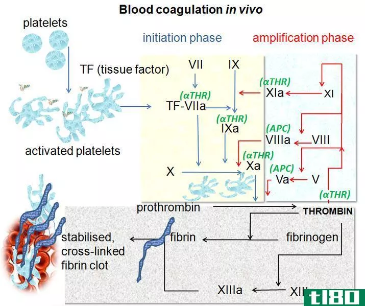血小板(platelets)和凝血因子(clotting factors)的区别