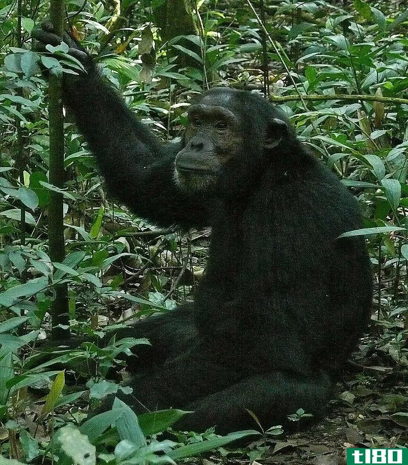 猴子(monkey)和黑猩猩(chimpanzee)的区别