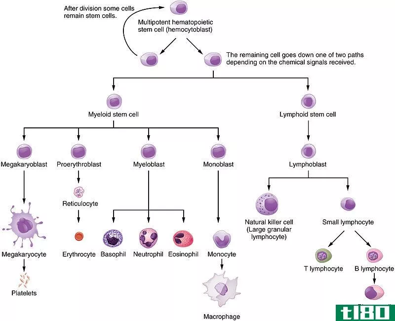 髓样(myeloid)和淋巴细胞(lymphoid cells)的区别