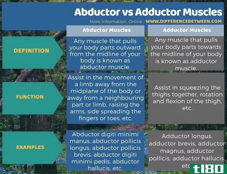 诱拐者(abductor)和内收肌(adductor muscles)的区别