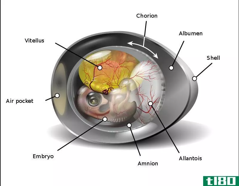 羊膜(amnion)和尿囊(allantois)的区别