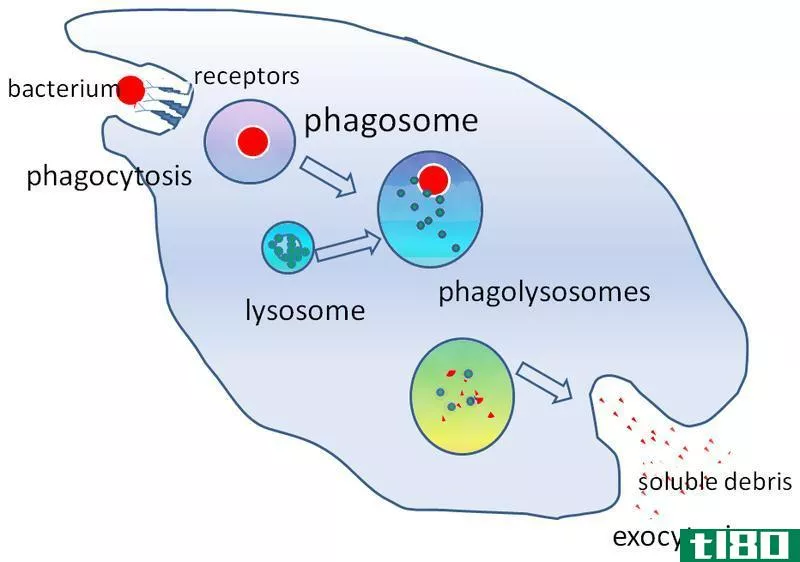 吞噬细胞(phagocytes)和淋巴细胞(lymphocytes)的区别