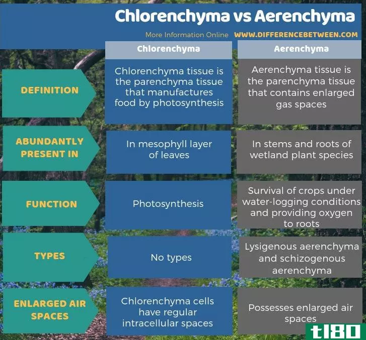 绿衣组织(chlorenchyma)和通气组织(aerenchyma)的区别